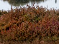 Zeekraal : Europa, Nat. park Donana, Reisen, Spanje, europa